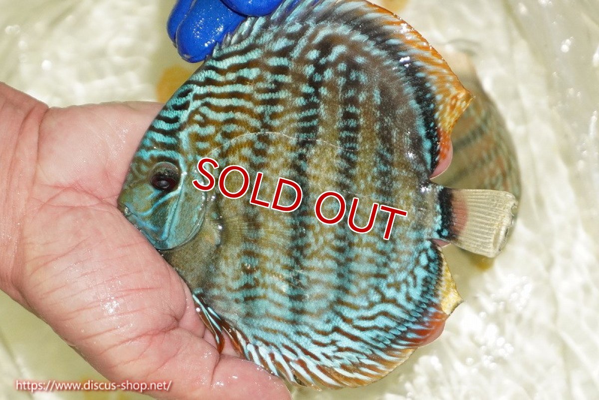 画像1: 【ワイルドディスカス】【通販】【未開の新産地個体】ラーゴサポ スーパーロイヤル【個体販売】13〜14cm（生体）ラーゴサポ産 (1)