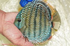 画像1: 【ワイルドディスカス】【通販】【未開の新産地個体】ラーゴサポ スーパーロイヤル【個体販売】13〜14cm（生体）ラーゴサポ産 (1)