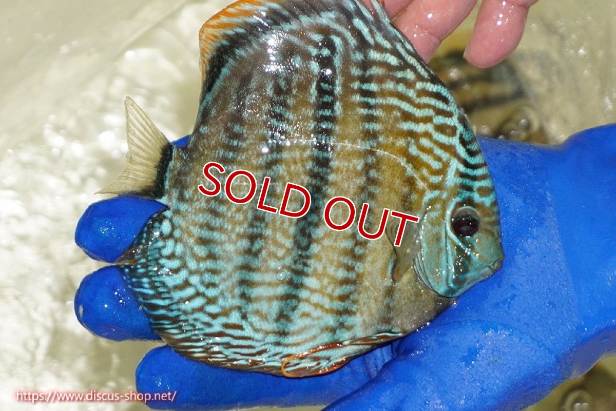 画像3: 【ワイルドディスカス】【通販】【未開の新産地個体】ラーゴサポ スーパーロイヤル【個体販売】13〜14cm（生体）ラーゴサポ産 (3)