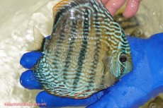 画像3: 【ワイルドディスカス】【通販】【未開の新産地個体】ラーゴサポ スーパーロイヤル【個体販売】13〜14cm（生体）ラーゴサポ産 (3)