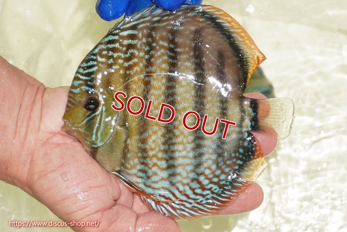 画像1: 【ワイルドディスカス】【通販】【未開の新産地個体】ラーゴサポ スーパーロイヤル【個体販売】15〜16cm（生体）ラーゴサポ産 (1)