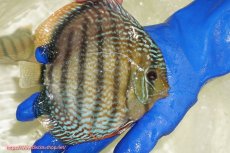 画像3: 【ワイルドディスカス】【通販】【未開の新産地個体】ラーゴサポ スーパーロイヤル【個体販売】15〜16cm（生体）ラーゴサポ産 (3)