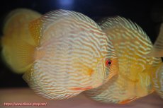 画像3: 【ウィンターセール対象個体】【ワイルドディスカス】【通販】【未開の新産地個体】ラーゴサポ スーパーロイヤル【個体販売】12〜13cm（生体）ラーゴサポ産 (3)