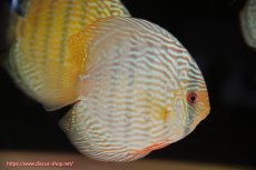 画像4: 【ウィンターセール対象個体】【ワイルドディスカス】【通販】【未開の新産地個体】ラーゴサポ スーパーロイヤル【個体販売】12〜13cm（生体）ラーゴサポ産 (4)