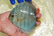 画像5: 【ウィンターセール対象個体】【ワイルドディスカス】【通販】【未開の新産地個体】ラーゴサポ スーパーロイヤル【個体販売】12〜13cm（生体）ラーゴサポ産 (5)