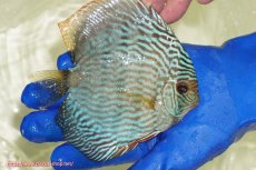 画像6: 【ウィンターセール対象個体】【ワイルドディスカス】【通販】【未開の新産地個体】ラーゴサポ スーパーロイヤル【個体販売】12〜13cm（生体）ラーゴサポ産 (6)