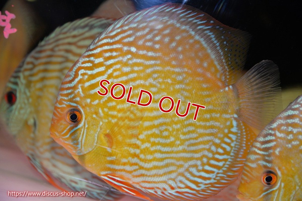 画像1: 【ウィンターセール対象個体】【ワイルドディスカス】【通販】【未開の新産地個体】ラーゴサポ スーパーロイヤル（オレンジ目ー金目）【個体販売】15〜16cm（生体）ラーゴサポ産 (1)