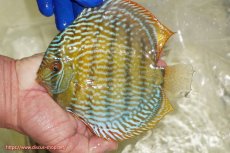 画像1: 【ワイルドディスカス】【通販】【未開の新産地個体】ラーゴサポ スーパーロイヤル【個体販売】15〜16cm（生体）ラーゴサポ産 (1)