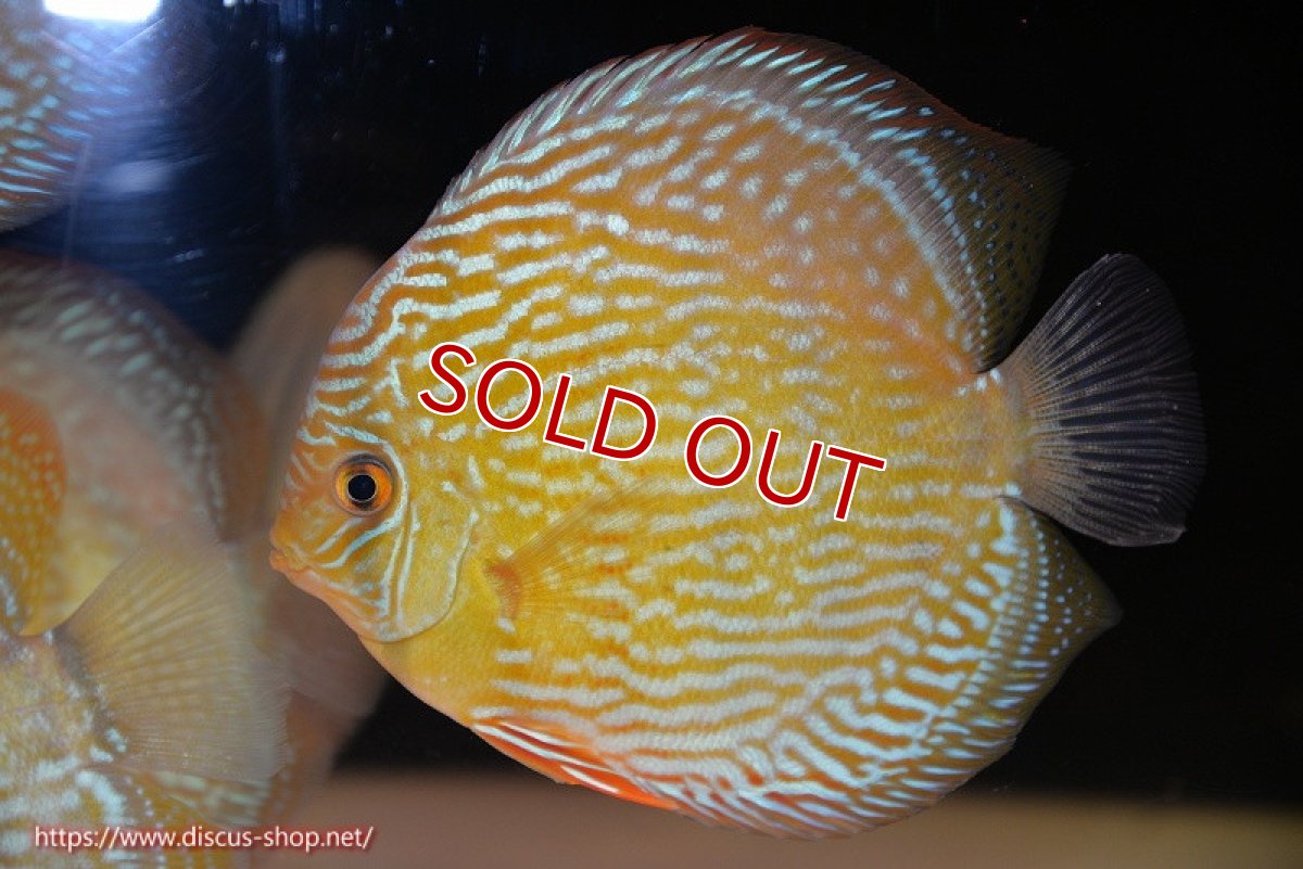画像2: 【ウィンターセール対象個体】【ワイルドディスカス】【通販】【未開の新産地個体】ラーゴサポ スーパーロイヤル（オレンジ目ー金目）【個体販売】15〜16cm（生体）ラーゴサポ産 (2)