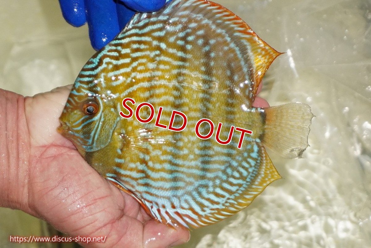 画像3: 【ウィンターセール対象個体】【ワイルドディスカス】【通販】【未開の新産地個体】ラーゴサポ スーパーロイヤル（オレンジ目ー金目）【個体販売】15〜16cm（生体）ラーゴサポ産 (3)