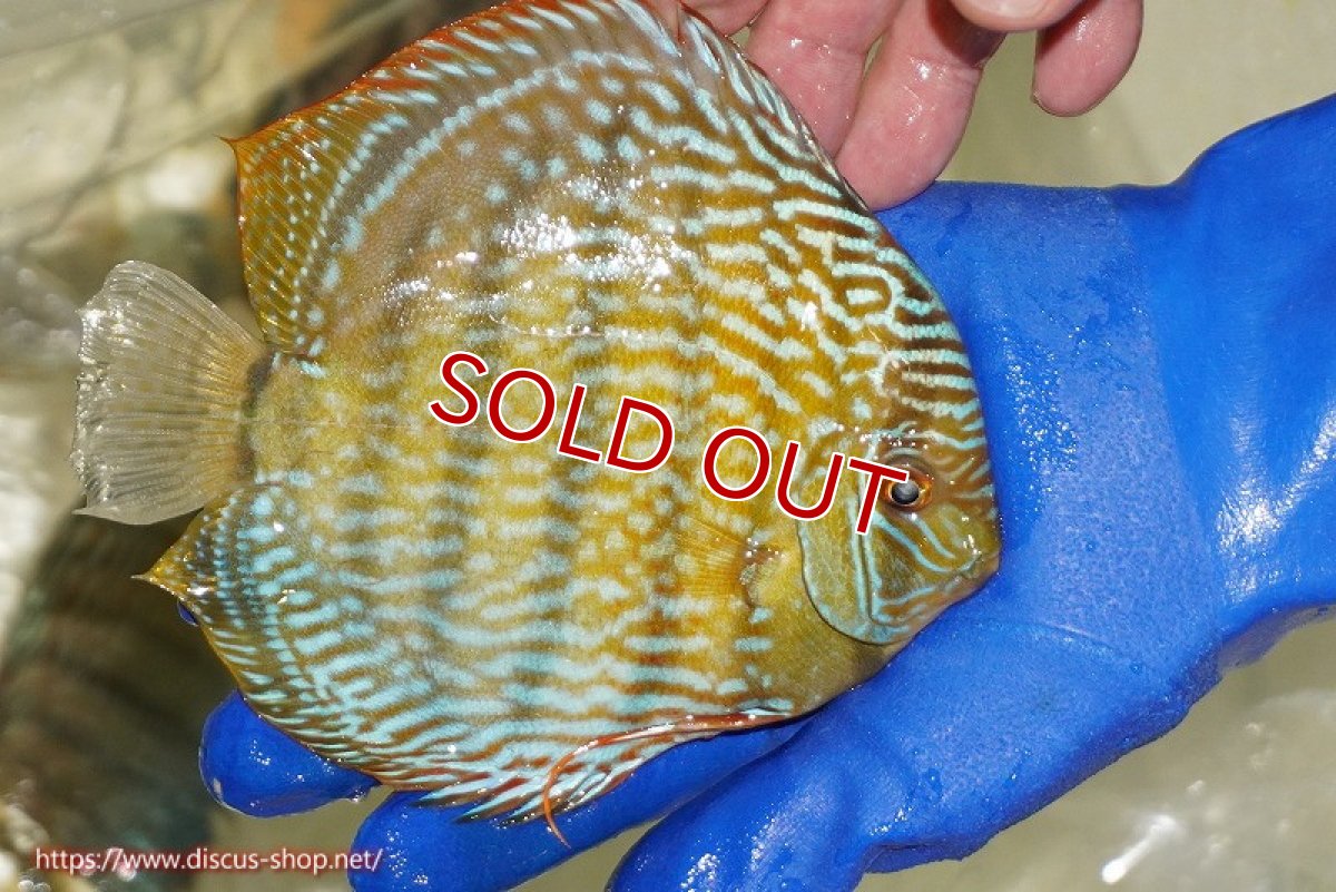 画像4: 【ウィンターセール対象個体】【ワイルドディスカス】【通販】【未開の新産地個体】ラーゴサポ スーパーロイヤル（オレンジ目ー金目）【個体販売】15〜16cm（生体）ラーゴサポ産 (4)