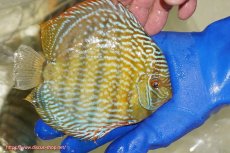 画像4: 【ウィンターセール対象個体】【ワイルドディスカス】【通販】【未開の新産地個体】ラーゴサポ スーパーロイヤル（オレンジ目ー金目）【個体販売】15〜16cm（生体）ラーゴサポ産 (4)