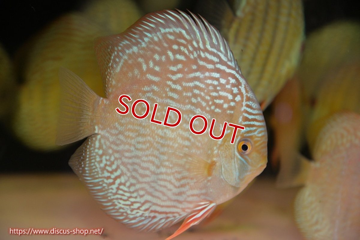 画像1: 【ウィンターセール対象個体】【ワイルドディスカス】【通販】【未開の新産地個体】ラーゴサポ スーパーロイヤル（オレンジ目ー金目）【個体販売】15〜16cm（生体）ラーゴサポ産 (1)