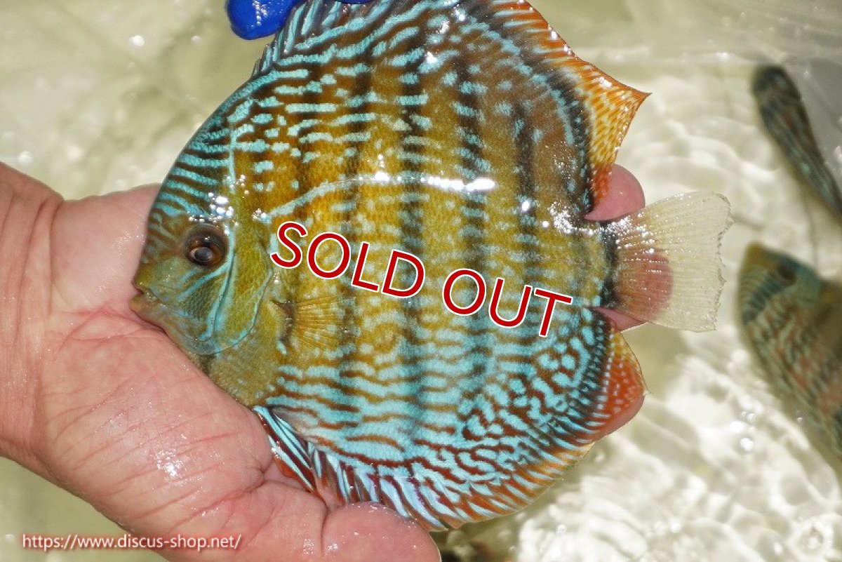 画像2: 【ウィンターセール対象個体】【ワイルドディスカス】【通販】【未開の新産地個体】ラーゴサポ スーパーロイヤル（オレンジ目ー金目）【個体販売】15〜16cm（生体）ラーゴサポ産 (2)