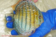 画像2: 【ワイルドディスカス】【通販】【未開の新産地個体】ラーゴサポ スーパーロイヤル【個体販売】15〜16cm（生体）ラーゴサポ産 (2)