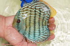 画像1: 【ワイルドディスカス】【通販】【未開の新産地個体】ラーゴサポ スーパーロイヤル【個体販売】13〜14cm（生体）ラーゴサポ産 (1)