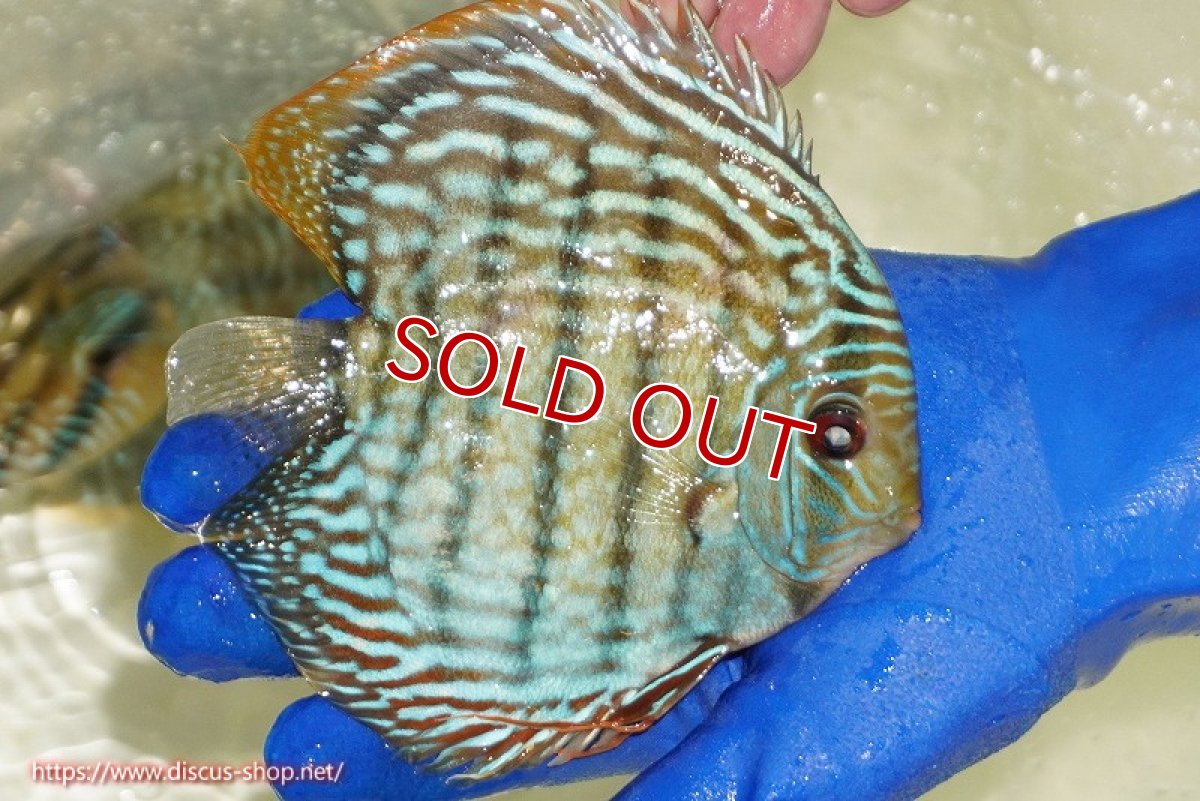 画像2: 【除夜の鐘10800円】【ワイルドディスカス】【通販】【未開の新産地個体】ラーゴサポ スーパーロイヤル【個体販売】13〜14cm（生体）ラーゴサポ産 (2)