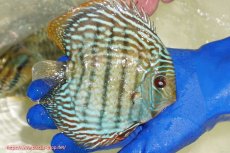 画像2: 【ワイルドディスカス】【通販】【未開の新産地個体】ラーゴサポ スーパーロイヤル【個体販売】13〜14cm（生体）ラーゴサポ産 (2)