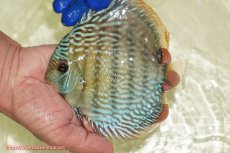 画像1: 【ワイルドディスカス】【通販】【未開の新産地個体】ラーゴサポ スーパーロイヤル【個体販売】12〜13cm（生体）ラーゴサポ産 (1)