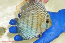 画像4: 【ウィンターセール対象個体】【ワイルドディスカス】【通販】【未開の新産地個体】ラーゴサポ スーパーロイヤル【個体販売】12〜13cm（生体）ラーゴサポ産 (4)