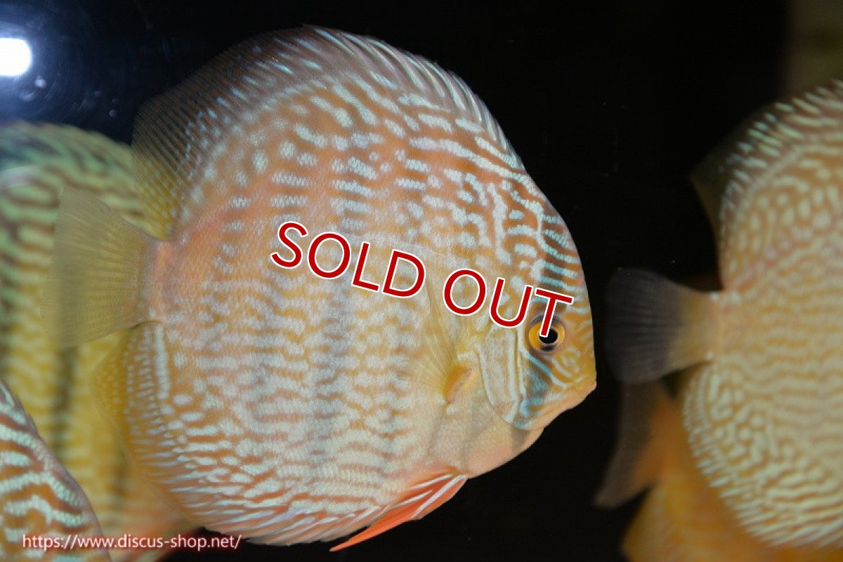 画像1: 【ウィンターセール対象個体】【ワイルドディスカス】【通販】【未開の新産地個体】ラーゴサポ スーパーロイヤル（オレンジ目ー金目）【個体販売】12〜13cm（生体）ラーゴサポ産 (1)