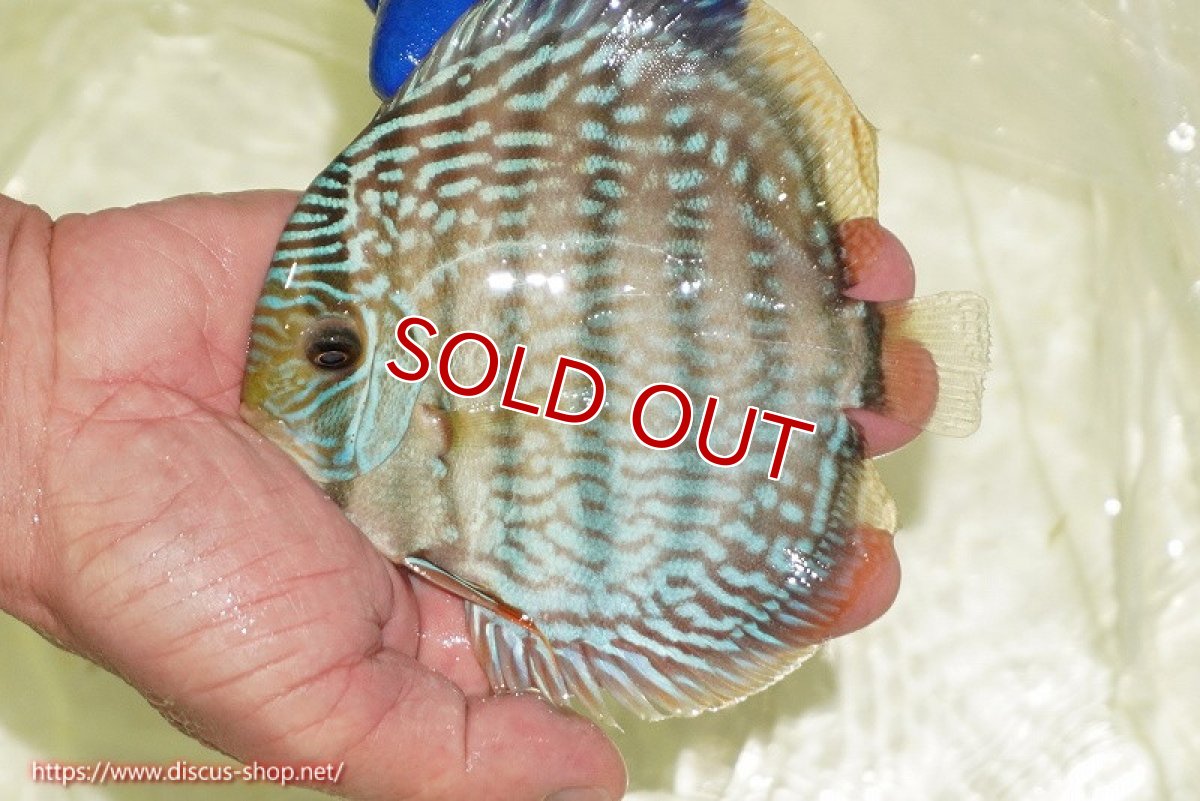 画像2: 【ウィンターセール対象個体】【ワイルドディスカス】【通販】【未開の新産地個体】ラーゴサポ スーパーロイヤル（オレンジ目ー金目）【個体販売】12〜13cm（生体）ラーゴサポ産 (2)