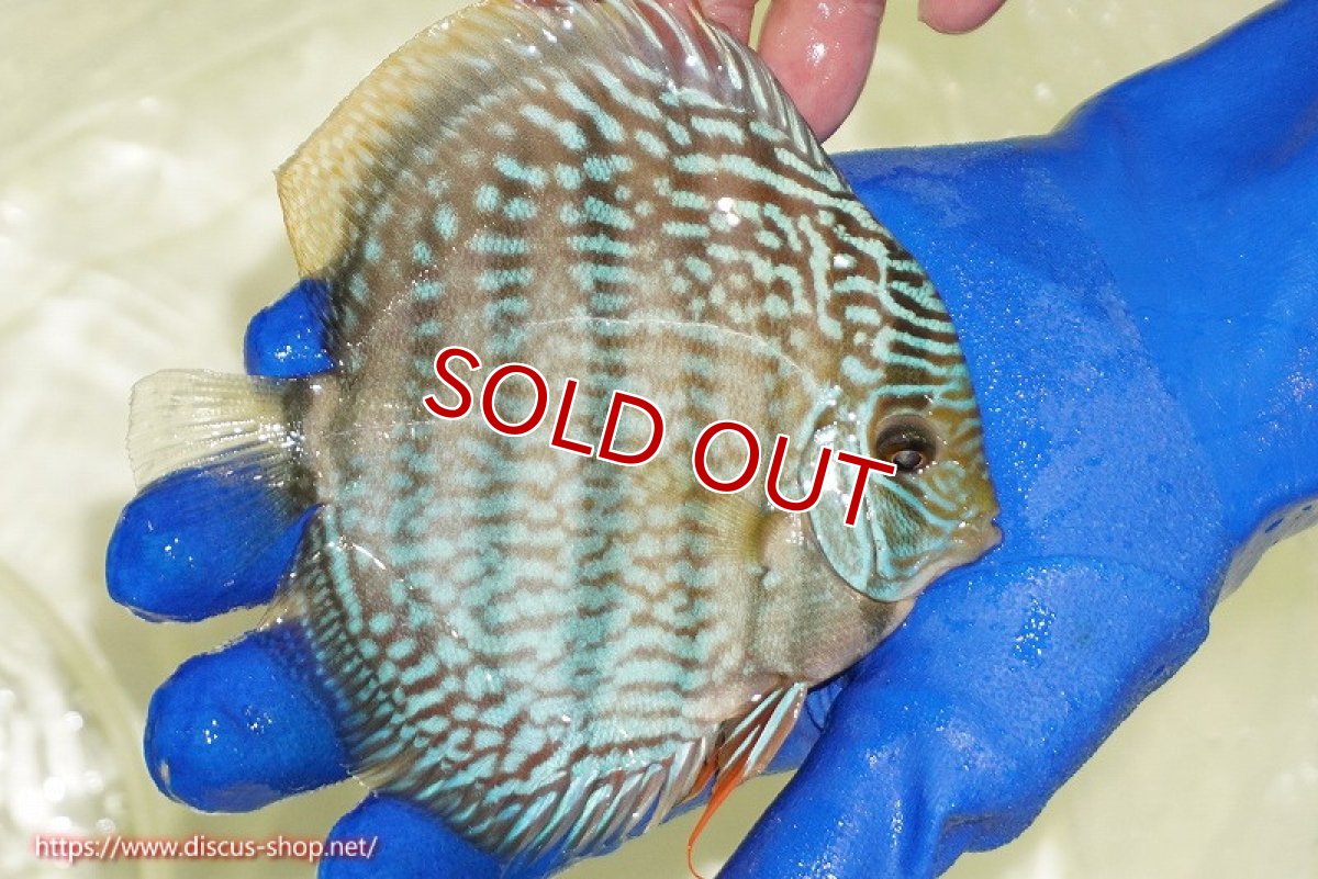 画像3: 【ウィンターセール対象個体】【ワイルドディスカス】【通販】【未開の新産地個体】ラーゴサポ スーパーロイヤル（オレンジ目ー金目）【個体販売】12〜13cm（生体）ラーゴサポ産 (3)