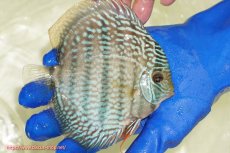 画像3: 【ウィンターセール対象個体】【ワイルドディスカス】【通販】【未開の新産地個体】ラーゴサポ スーパーロイヤル（オレンジ目ー金目）【個体販売】12〜13cm（生体）ラーゴサポ産 (3)