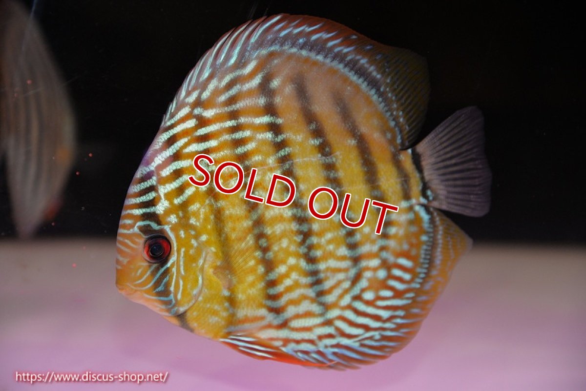 画像1: 【決算セール対象個体】【ワイルドディスカス】【通販】【未開の新産地個体】ラーゴサポ スーパーロイヤル【個体販売】14〜15cm（生体）ラーゴサポ産 (1)