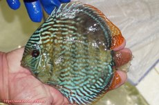 画像1: 【ワイルドディスカス】【通販】【未開の新産地個体】ラーゴサポ スーパーロイヤル【個体販売】14〜15cm（生体）ラーゴサポ産 (1)