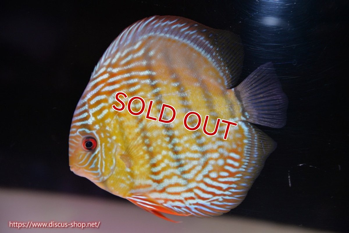 画像2: 【決算セール対象個体】【ワイルドディスカス】【通販】【未開の新産地個体】ラーゴサポ スーパーロイヤル【個体販売】14〜15cm（生体）ラーゴサポ産 (2)