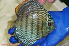 画像2: 【ワイルドディスカス】【通販】【未開の新産地個体】ラーゴサポ スーパーロイヤル【個体販売】14〜15cm（生体）ラーゴサポ産 (2)