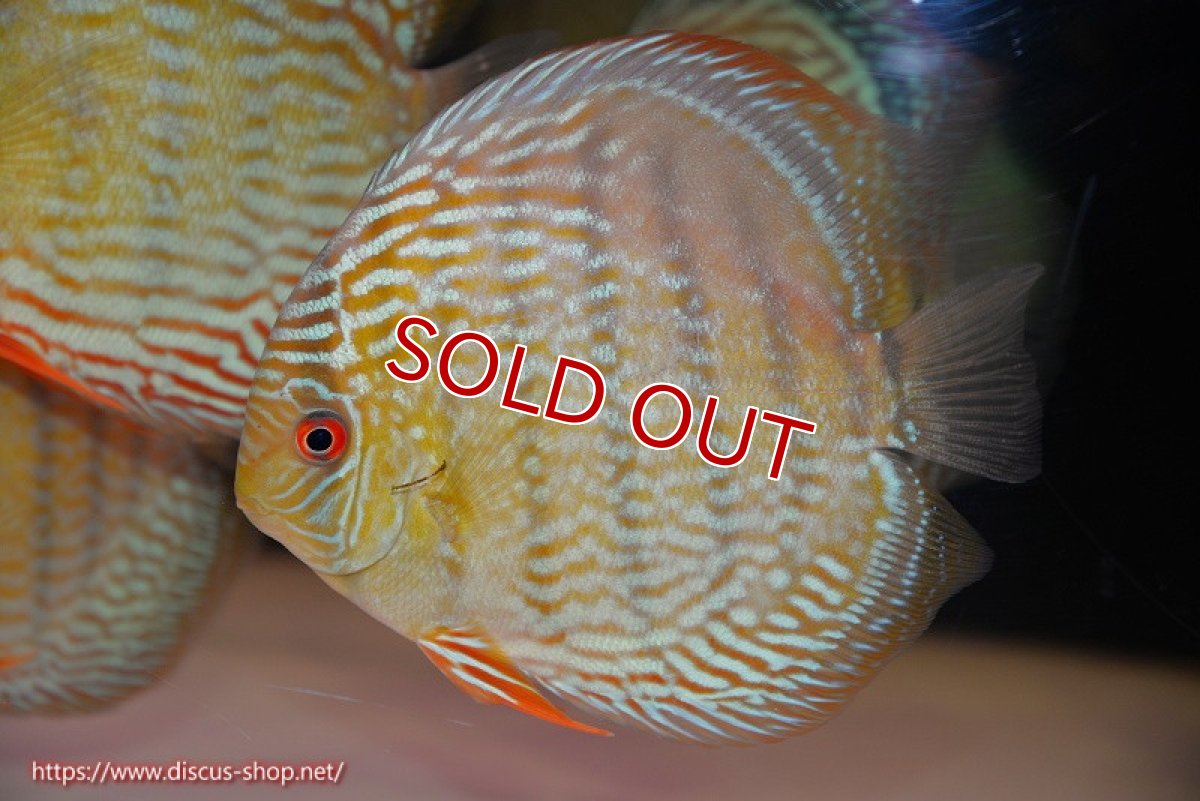 画像3: 【決算セール対象個体】【ワイルドディスカス】【通販】【未開の新産地個体】ラーゴサポ スーパーロイヤル【個体販売】14〜15cm（生体）ラーゴサポ産 (3)
