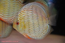 画像3: 【ウィンターセール対象個体】【ワイルドディスカス】【通販】【未開の新産地個体】ラーゴサポ スーパーロイヤル【個体販売】14〜15cm（生体）ラーゴサポ産 (3)