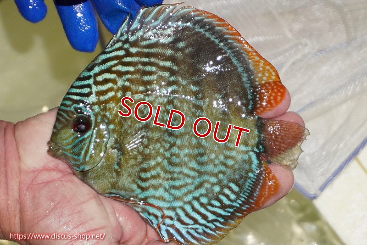 画像4: 【決算セール対象個体】【ワイルドディスカス】【通販】【未開の新産地個体】ラーゴサポ スーパーロイヤル【個体販売】14〜15cm（生体）ラーゴサポ産 (4)