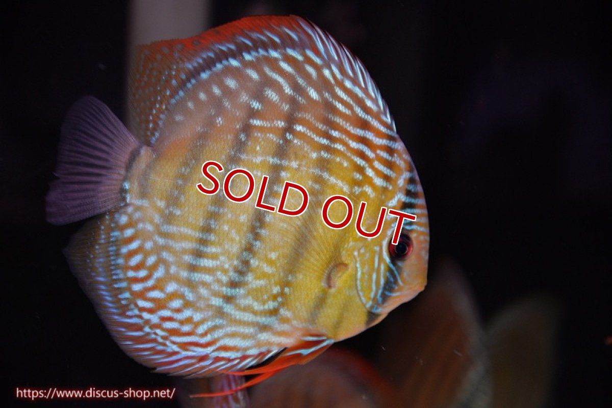 画像1: 【ウィンターセール対象個体】【ワイルドディスカス】【通販】【未開の新産地個体】ラーゴサポ ミドルパールロイヤル【個体販売】15〜16cm（生体）ラーゴサポ産 (1)