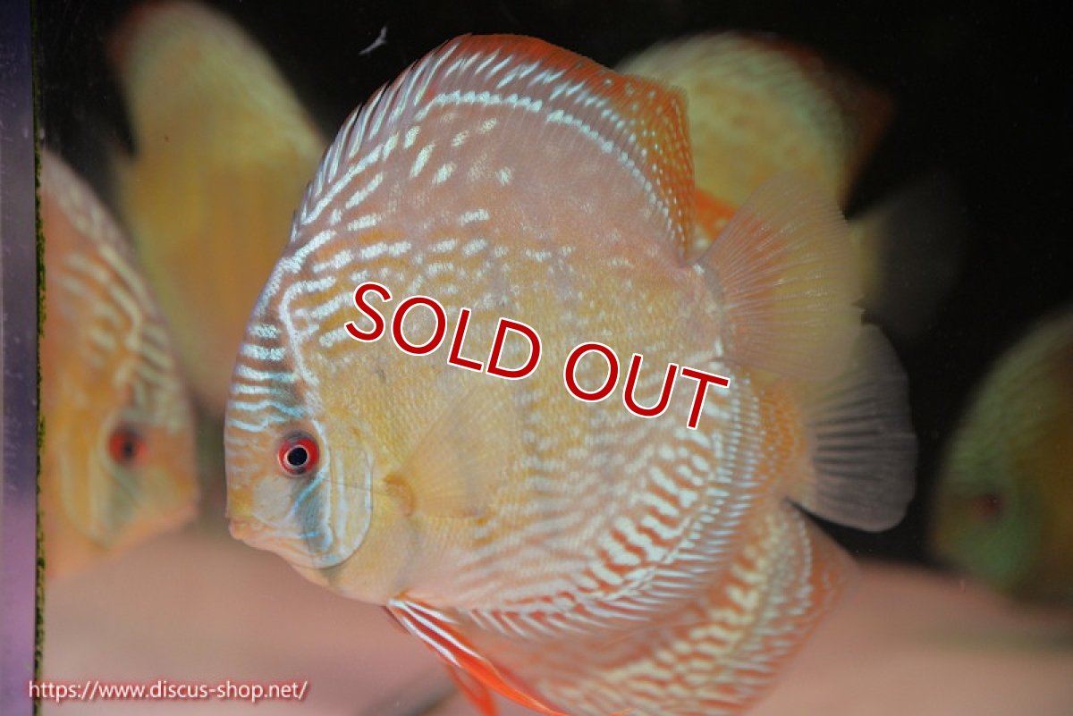 画像2: 【ウィンターセール対象個体】【ワイルドディスカス】【通販】【未開の新産地個体】ラーゴサポ ミドルパールロイヤル【個体販売】15〜16cm（生体）ラーゴサポ産 (2)