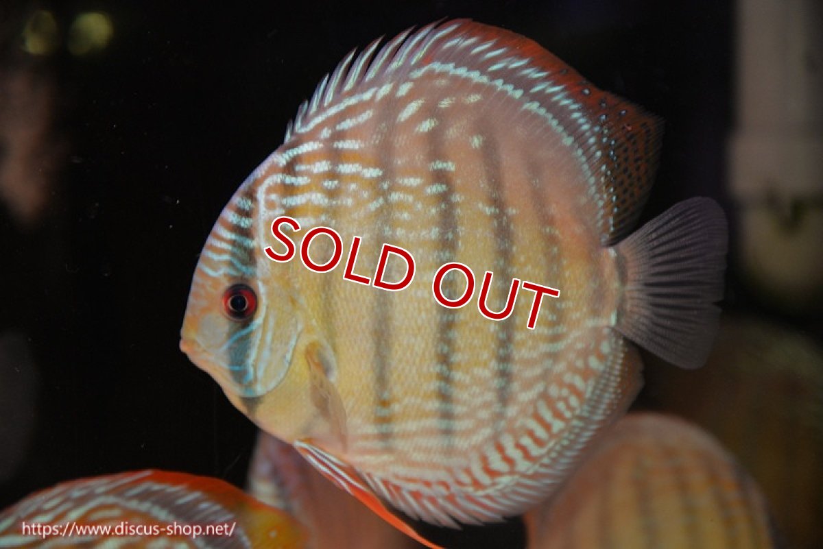 画像3: 【ウィンターセール対象個体】【ワイルドディスカス】【通販】【未開の新産地個体】ラーゴサポ ミドルパールロイヤル【個体販売】15〜16cm（生体）ラーゴサポ産 (3)