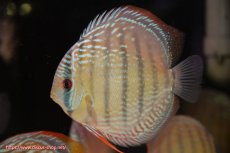 画像3: 【ウィンターセール対象個体】【ワイルドディスカス】【通販】【未開の新産地個体】ラーゴサポ ミドルパールロイヤル【個体販売】15〜16cm（生体）ラーゴサポ産 (3)