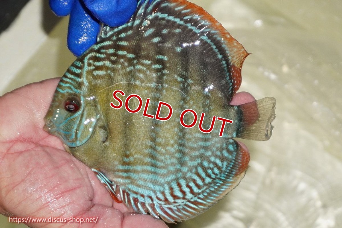 画像4: 【ウィンターセール対象個体】【ワイルドディスカス】【通販】【未開の新産地個体】ラーゴサポ ミドルパールロイヤル【個体販売】15〜16cm（生体）ラーゴサポ産 (4)