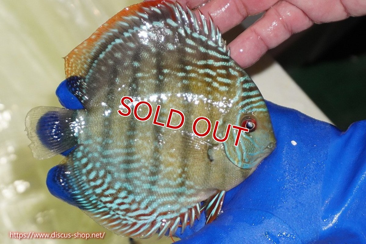 画像5: 【ウィンターセール対象個体】【ワイルドディスカス】【通販】【未開の新産地個体】ラーゴサポ ミドルパールロイヤル【個体販売】15〜16cm（生体）ラーゴサポ産 (5)
