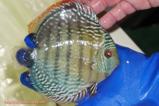 画像5: 【ウィンターセール対象個体】【ワイルドディスカス】【通販】【未開の新産地個体】ラーゴサポ ミドルパールロイヤル【個体販売】15〜16cm（生体）ラーゴサポ産 (5)