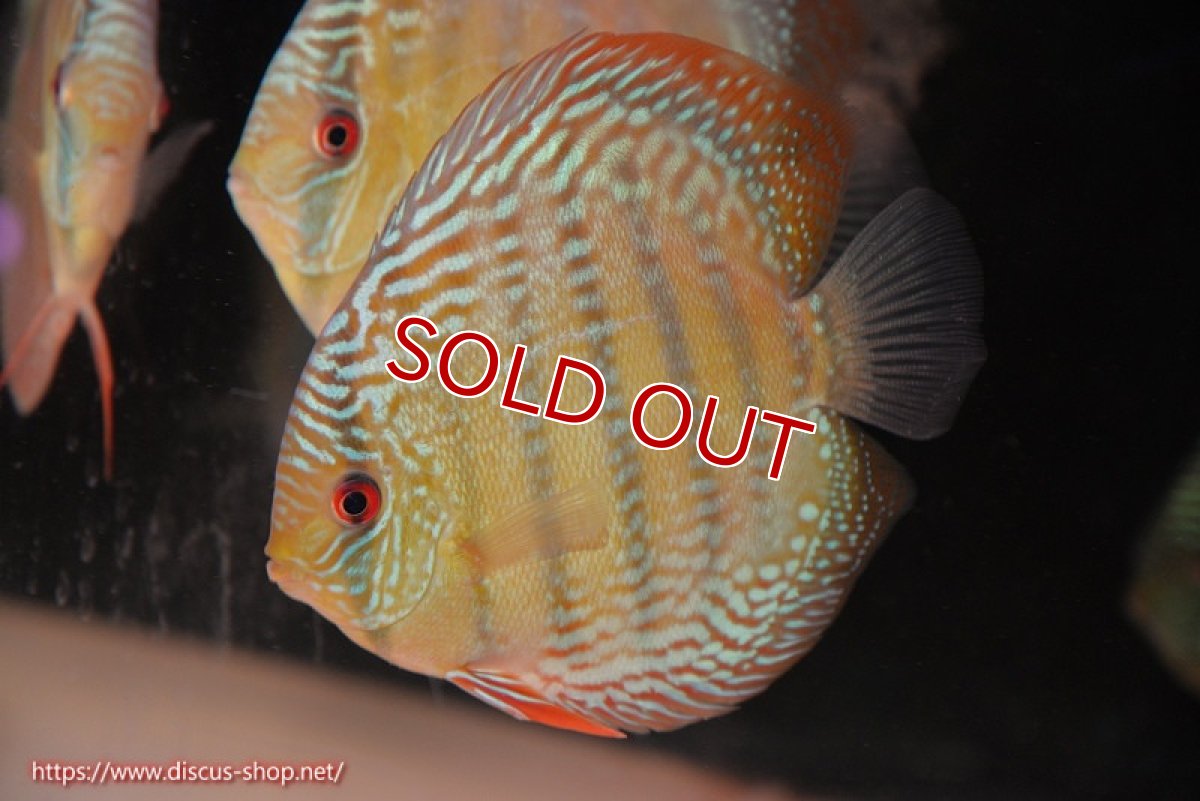 画像1: 【ウィンターセール対象個体】【ワイルドディスカス】【通販】【未開の新産地個体】ラーゴサポ ミドルパールロイヤル【個体販売】15〜16cm（生体）ラーゴサポ産 (1)