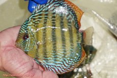 画像1: 【ワイルドディスカス】【通販】【未開の新産地個体】ラーゴサポ ミドルパールロイヤル【個体販売】15〜16cm（生体）ラーゴサポ産 (1)