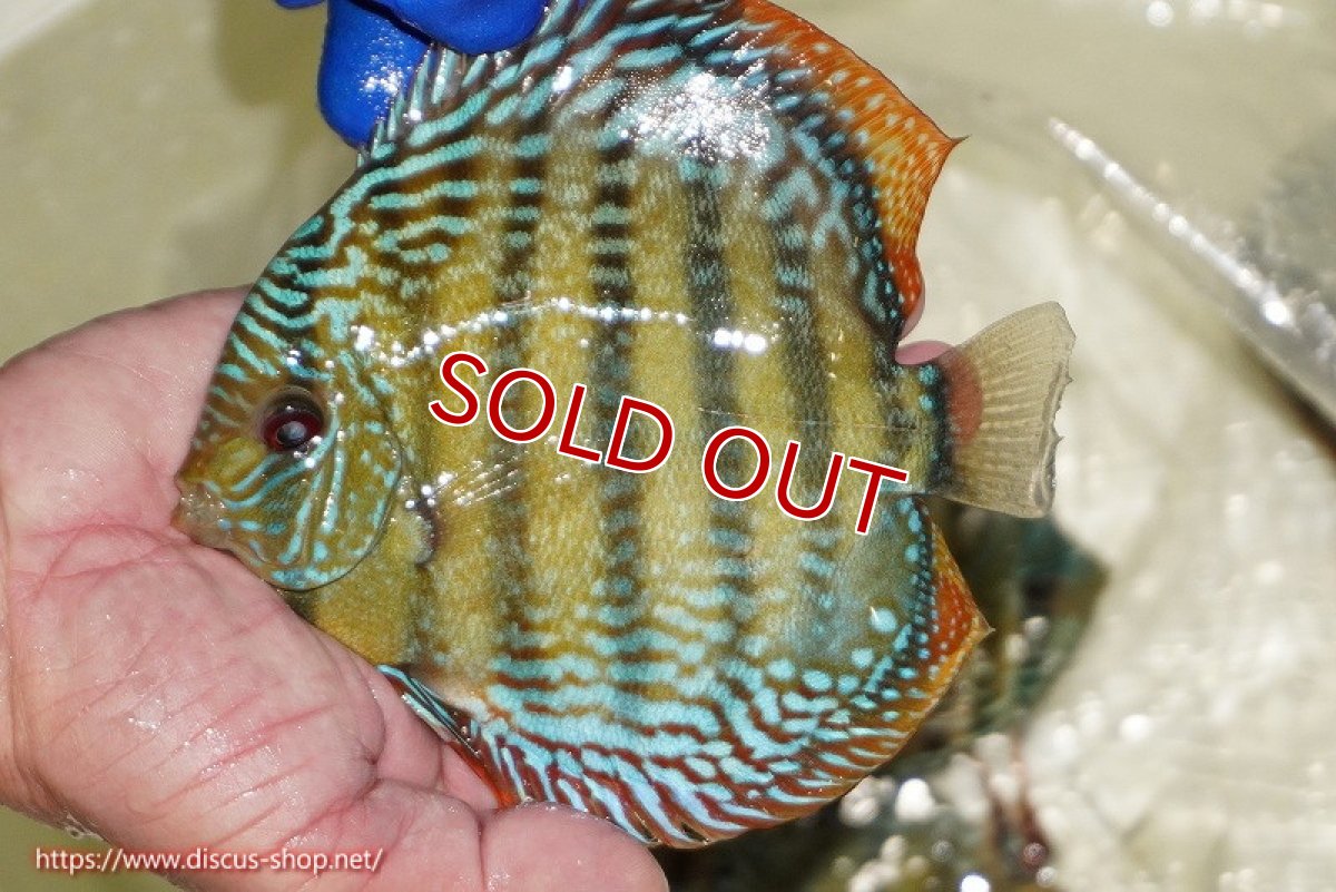 画像2: 【ウィンターセール対象個体】【ワイルドディスカス】【通販】【未開の新産地個体】ラーゴサポ ミドルパールロイヤル【個体販売】15〜16cm（生体）ラーゴサポ産 (2)
