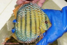 画像3: 【ウィンターセール対象個体】【ワイルドディスカス】【通販】【未開の新産地個体】ラーゴサポ ミドルパールロイヤル【個体販売】15〜16cm（生体）ラーゴサポ産 (3)