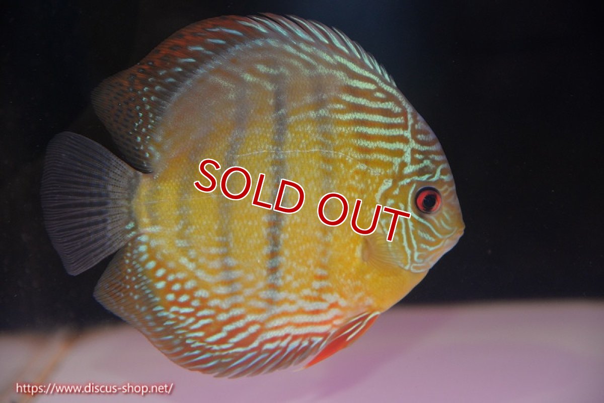 画像1: 【決算セール対象個体】【ワイルドディスカス】【通販】【未開の新産地個体】ラーゴサポ ミドルパールロイヤル【個体販売】15〜16cm（生体）ラーゴサポ産 (1)