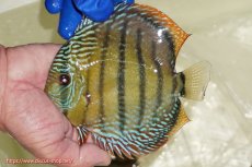 画像1: 【ワイルドディスカス】【通販】【未開の新産地個体】ラーゴサポ ミドルパールロイヤル【個体販売】15〜16cm（生体）ラーゴサポ産 (1)