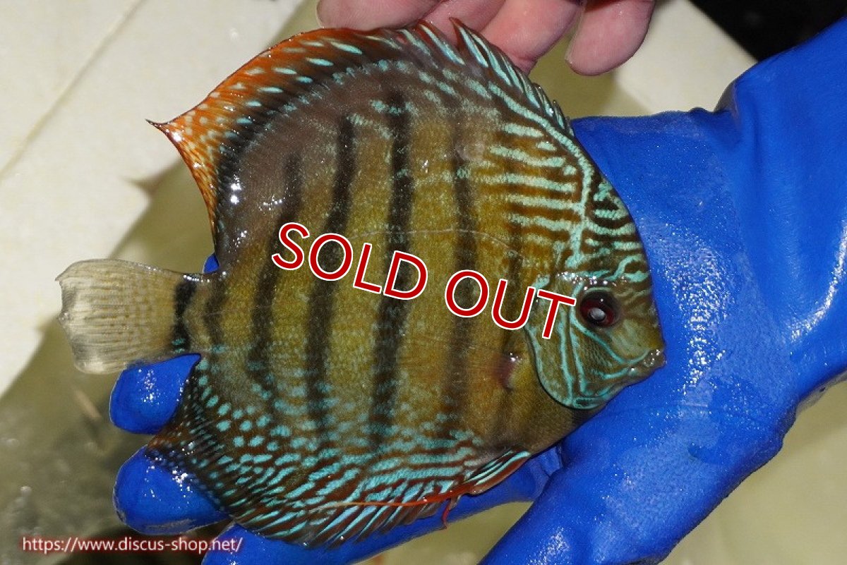 画像3: 【決算セール対象個体】【ワイルドディスカス】【通販】【未開の新産地個体】ラーゴサポ ミドルパールロイヤル【個体販売】15〜16cm（生体）ラーゴサポ産 (3)