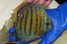 画像3: 【ウィンターセール対象個体】【ワイルドディスカス】【通販】【未開の新産地個体】ラーゴサポ ミドルパールロイヤル【個体販売】15〜16cm（生体）ラーゴサポ産 (3)